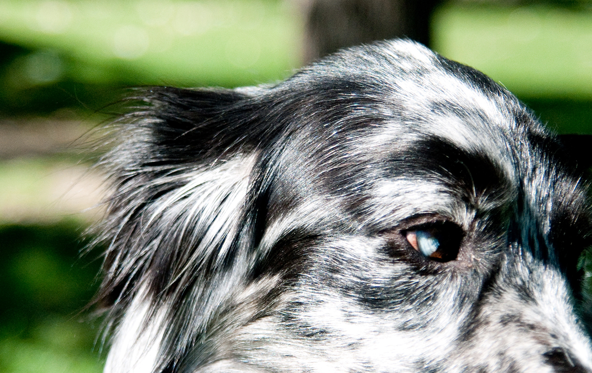 Pet Portraits in Minneapolis