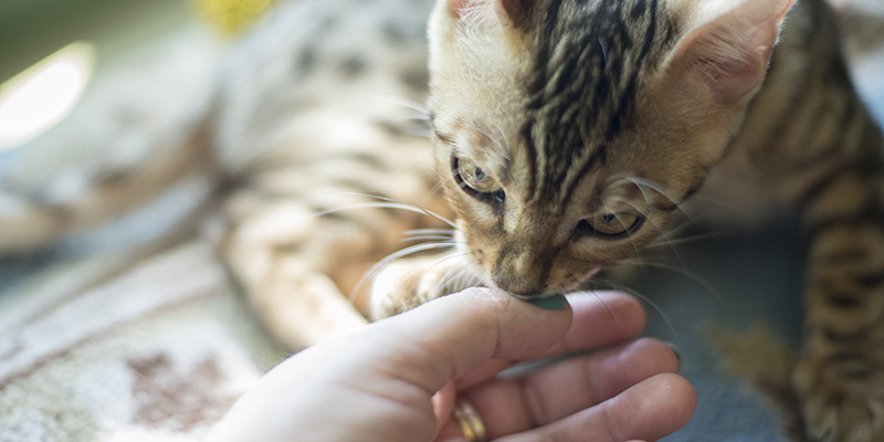 Zoe and Ling – Shoreview pet photography