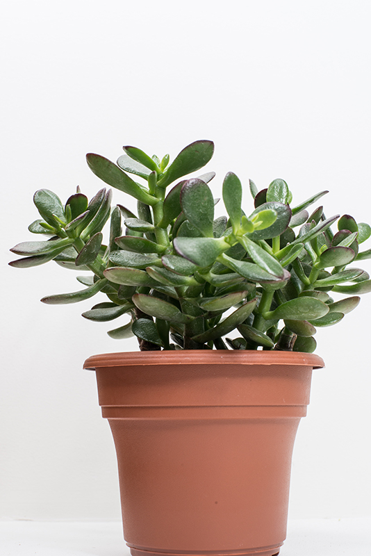 20120911_0005-800 255