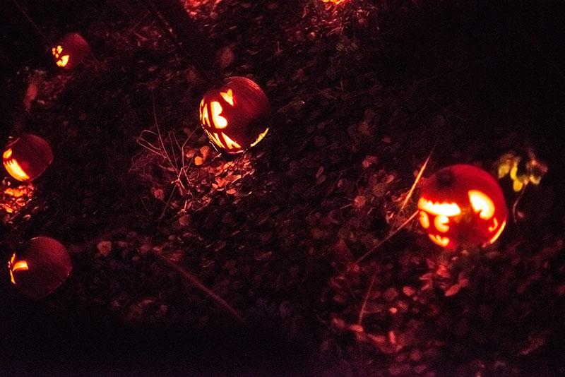 Pumpkins at Springbrook Nature Center
