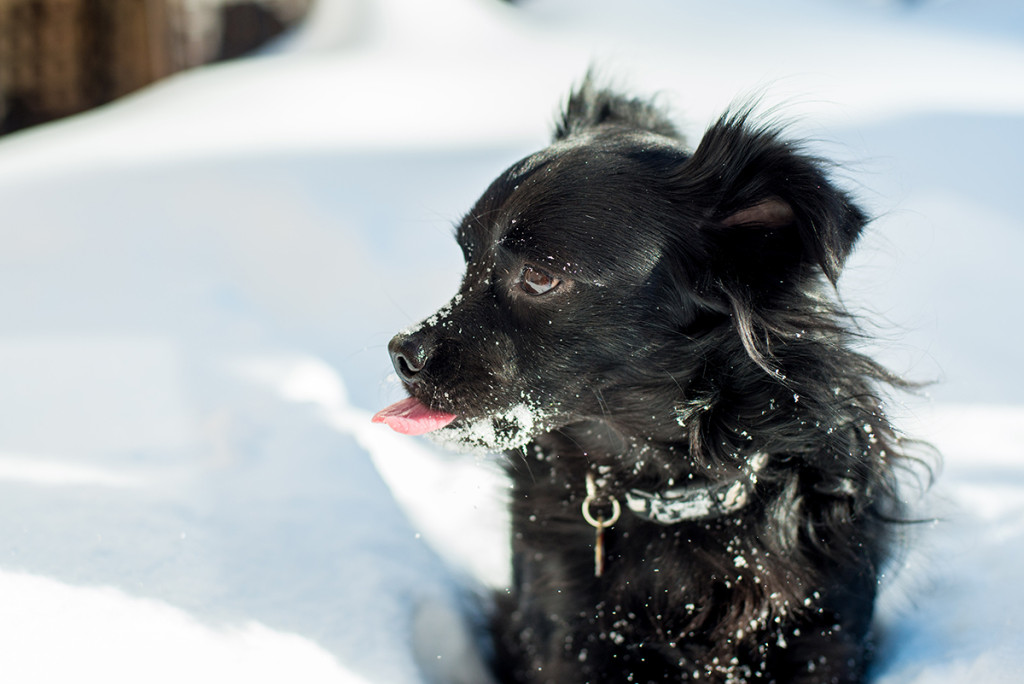 Remy in the snow by S Rain Lawrence